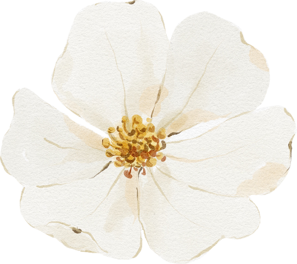 Watercolor white flower